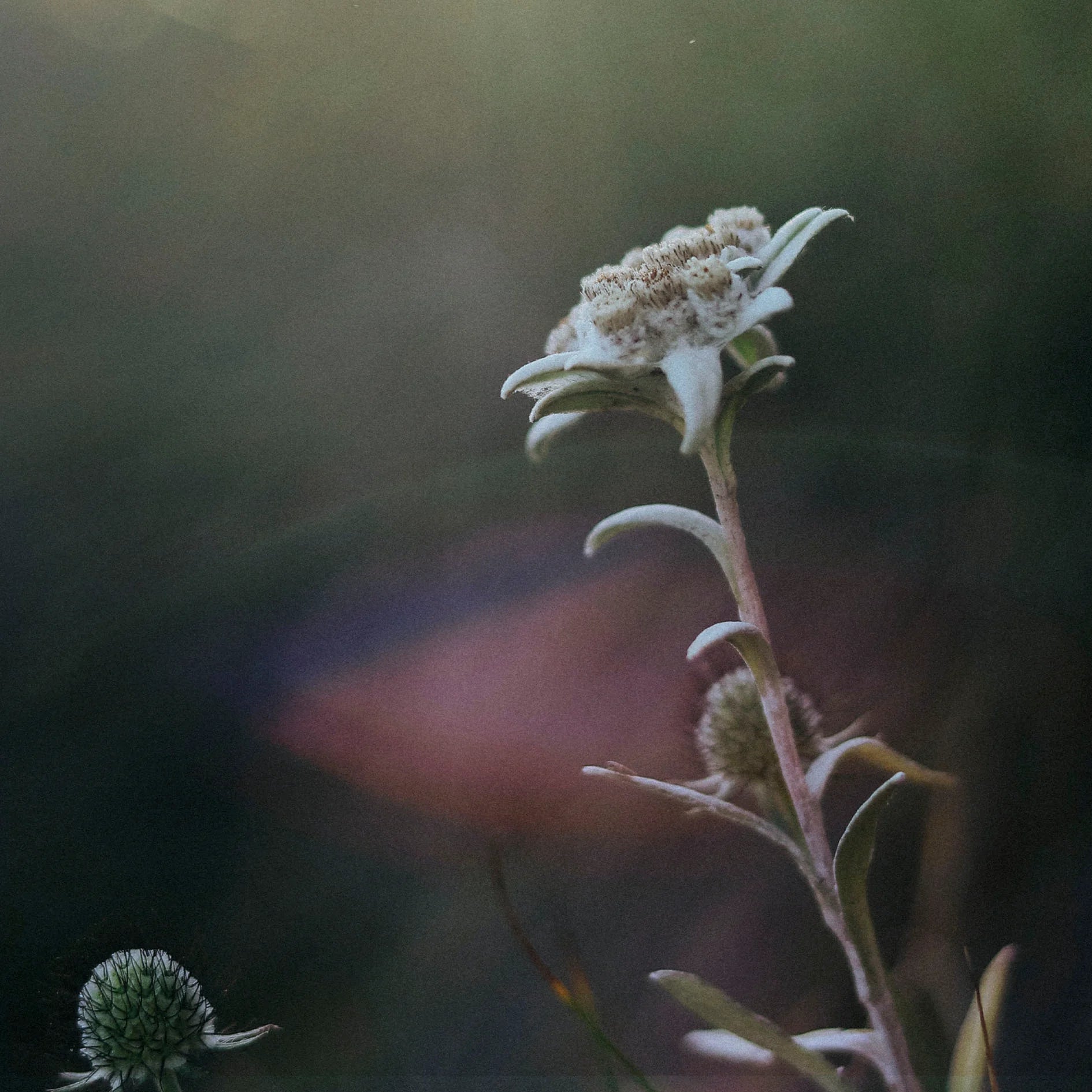 Jungkraut Augenserum für Männer mit Edelweiss gegen erste Falten