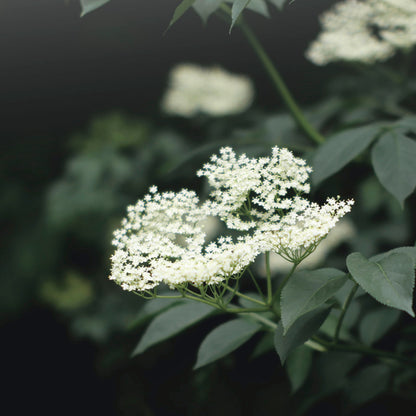 Jungkraut Gesichtscreme für Männer mit Holunderblüte 